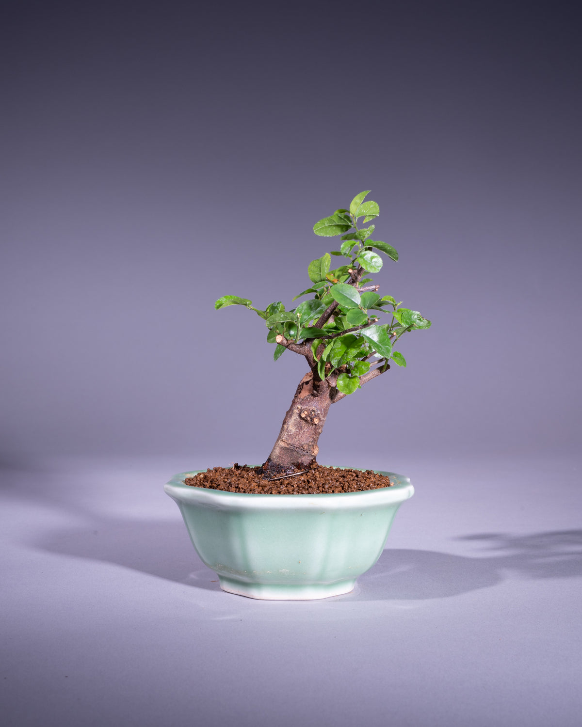 Sageretia