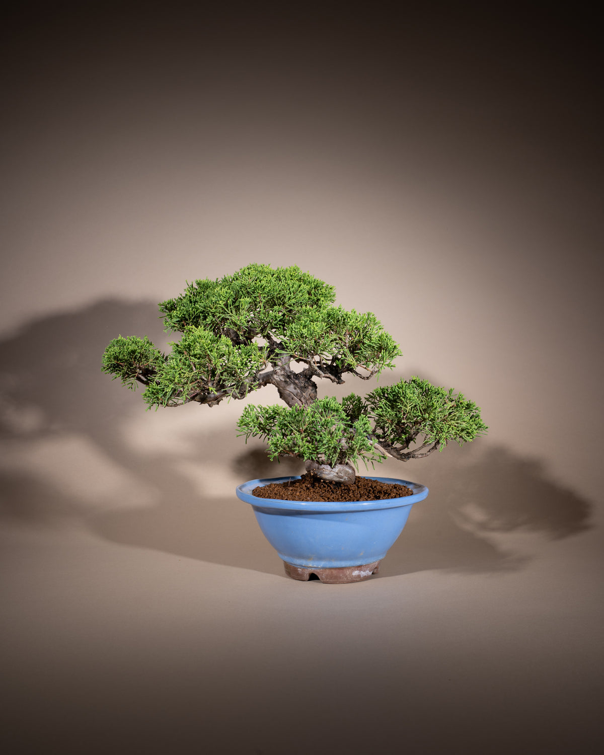 Juniperus chinensis 'Itoigawa' – Chinesischer Wacholder