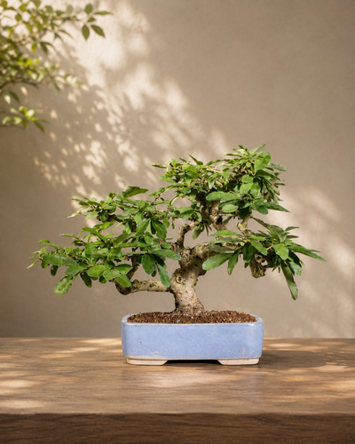 Ligustrum japonicum – Ligustro giapponese