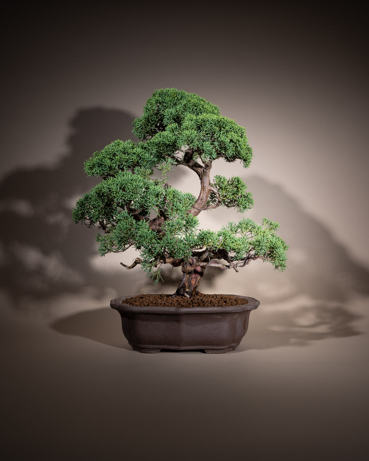 Juniperus chinensis 'Kishu' – Chinesischer Wacholder