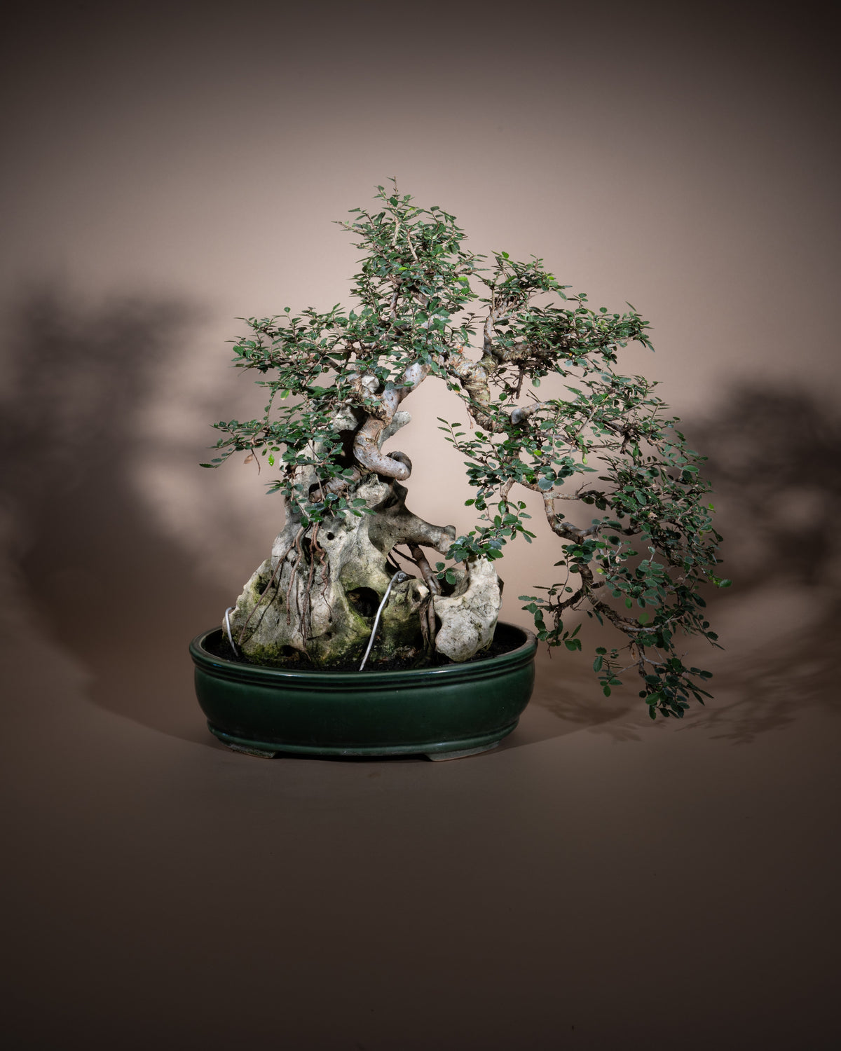 Zelkova