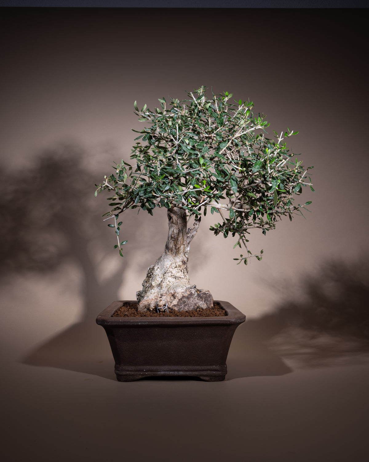 Olea europaea – Olivenbaum