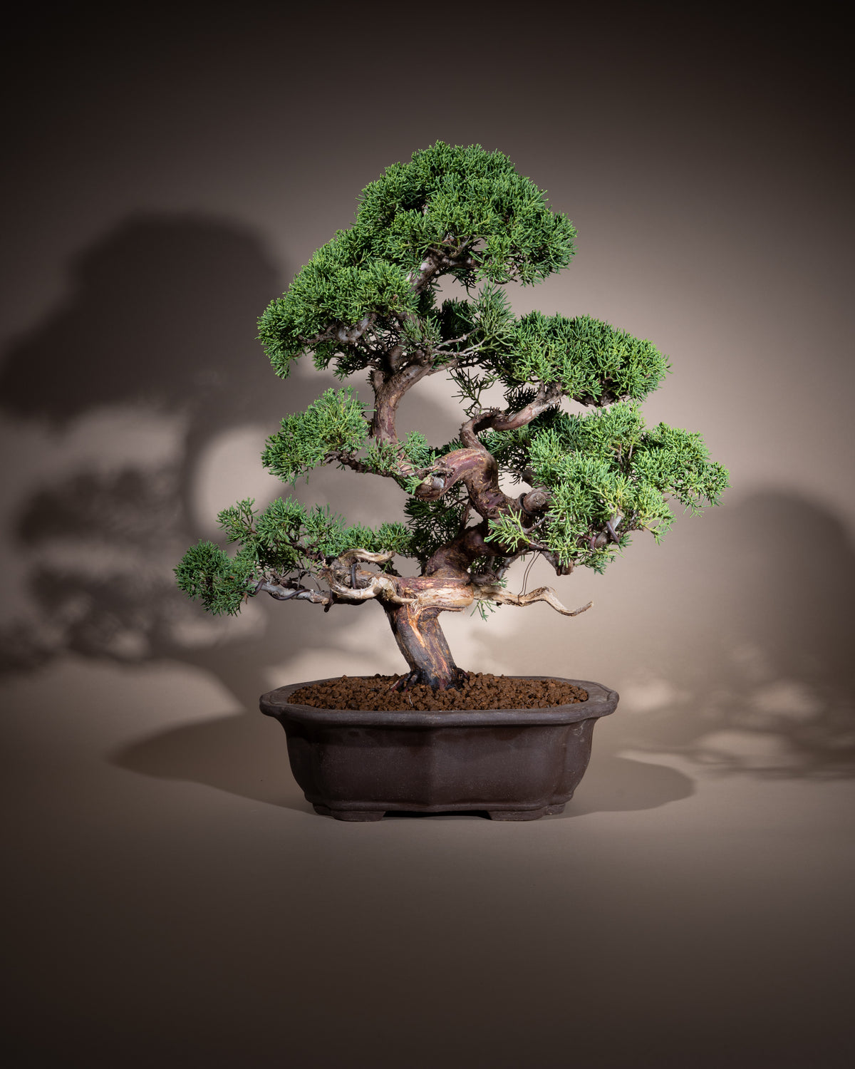 Juniperus chinensis 'Kishu' – Chinesischer Wacholder