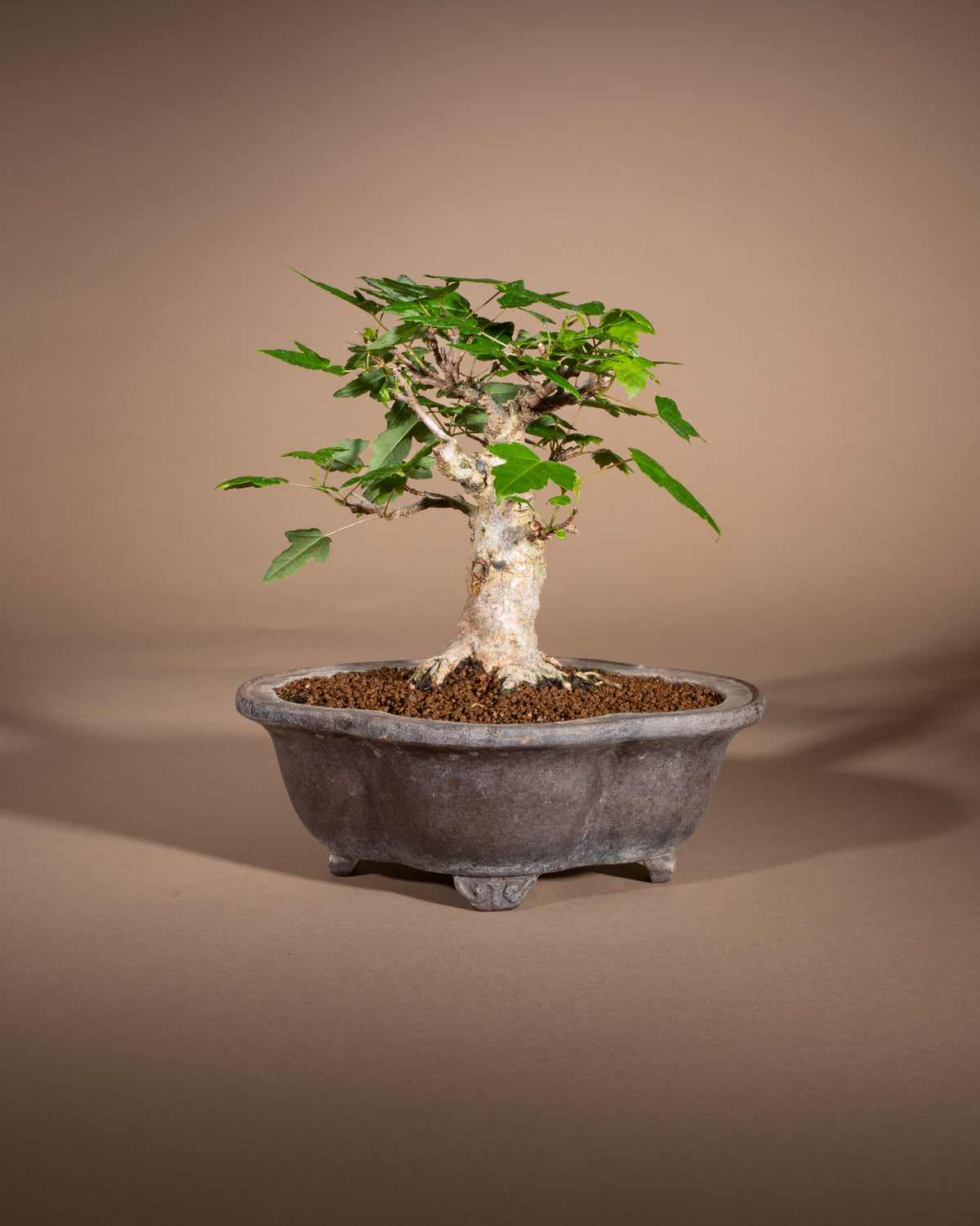 Acer buergerianum – Dreispitz-Ahorn