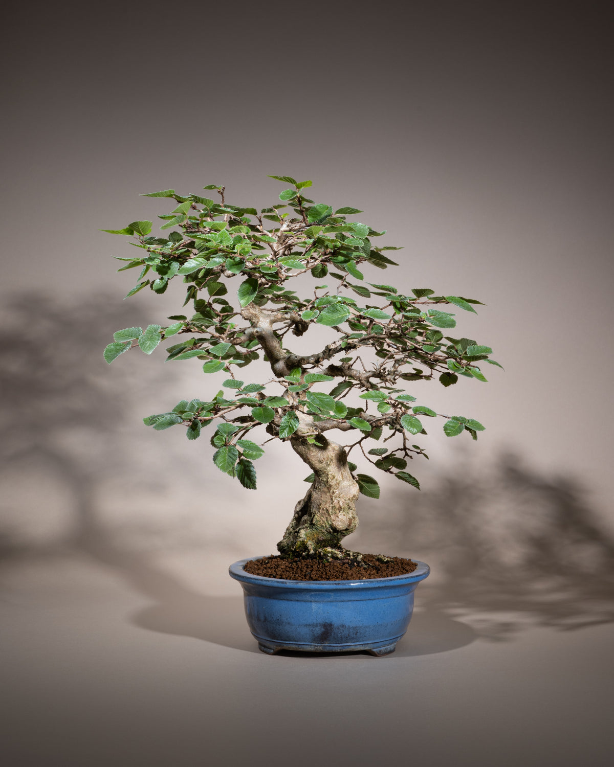 Carpinus coreana – Koreanische Hainbuche
