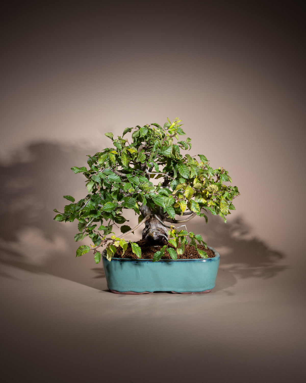 Carpinus orientalis – Orientalische Hainbuche