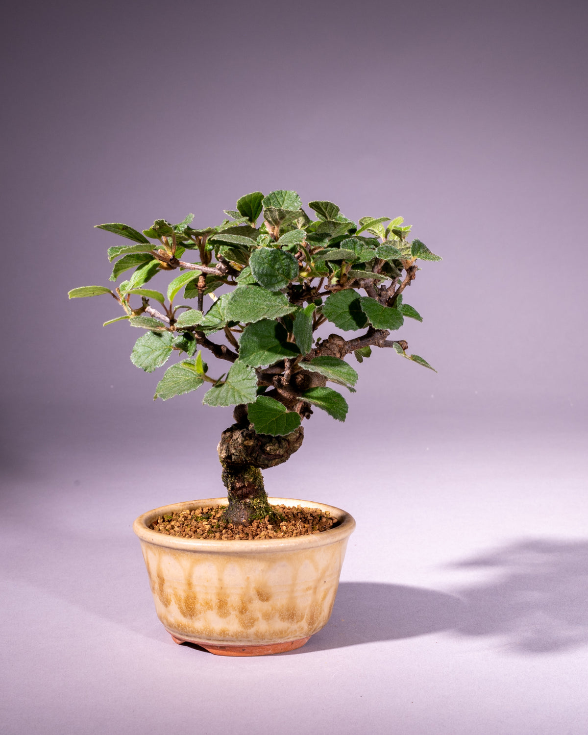 Viburnum – Schneeball