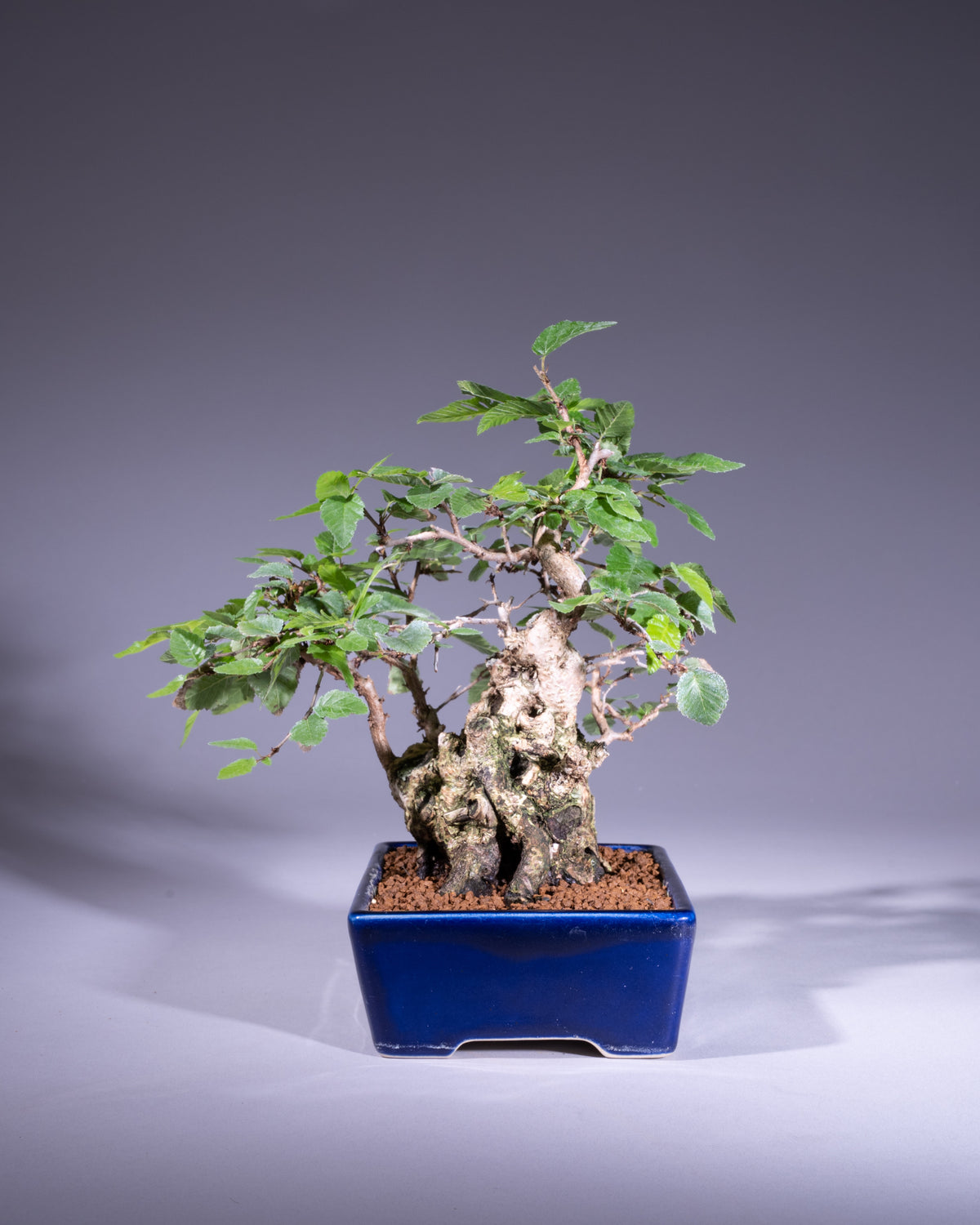 Carpinus coreana – Koreanische Hainbuche