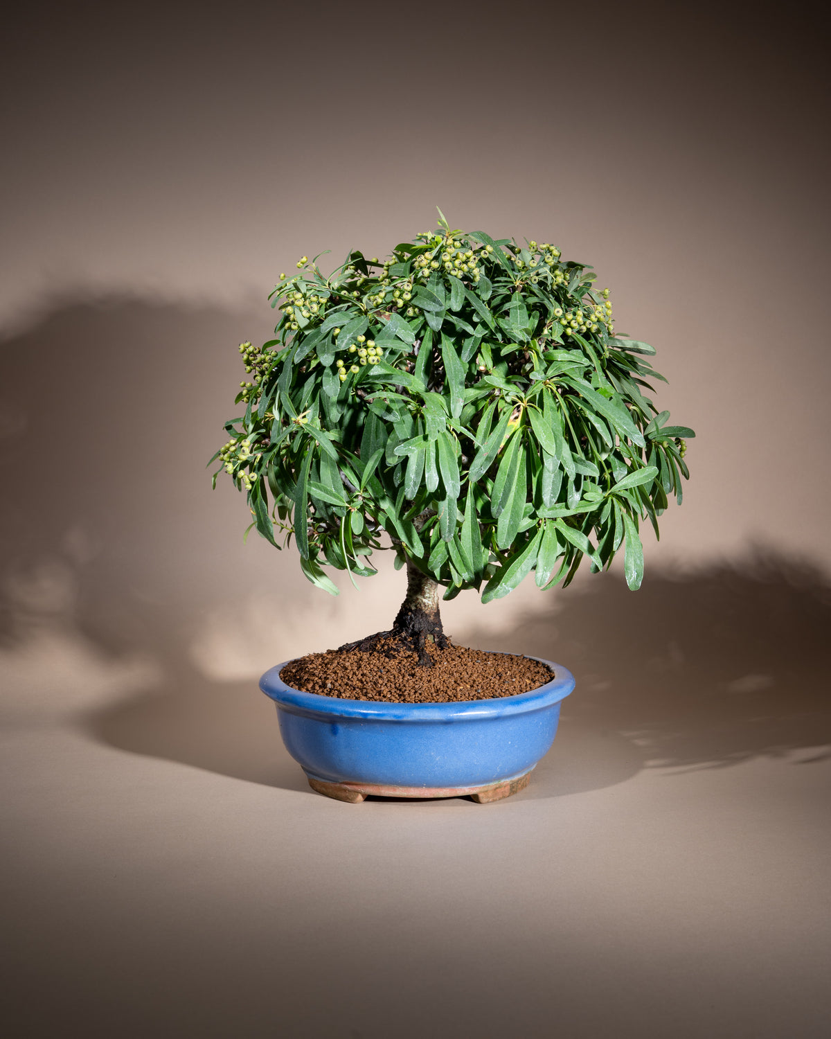 Pyracantha – Feuerdorn