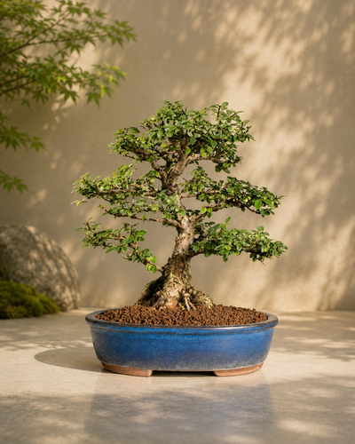 Zelkova
