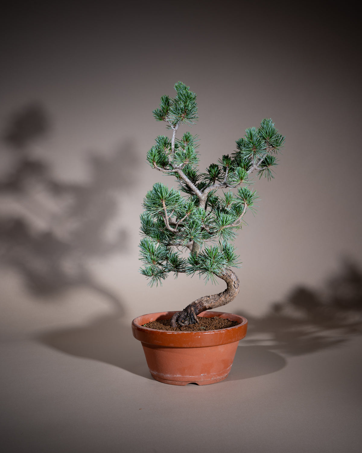 Pinus pentaphylla – Mädchen-Kiefer