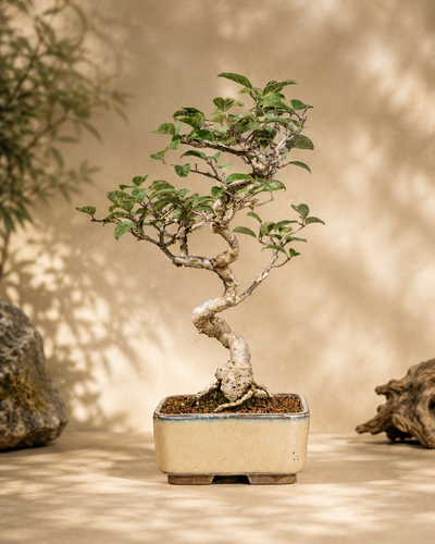 Ilex serrata – Agrifoglio giapponese