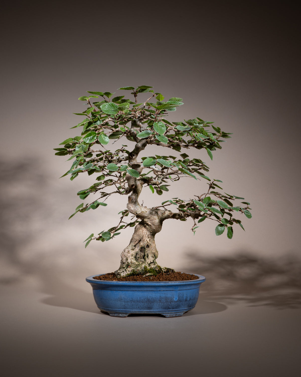 Carpinus coreana – Koreanische Hainbuche