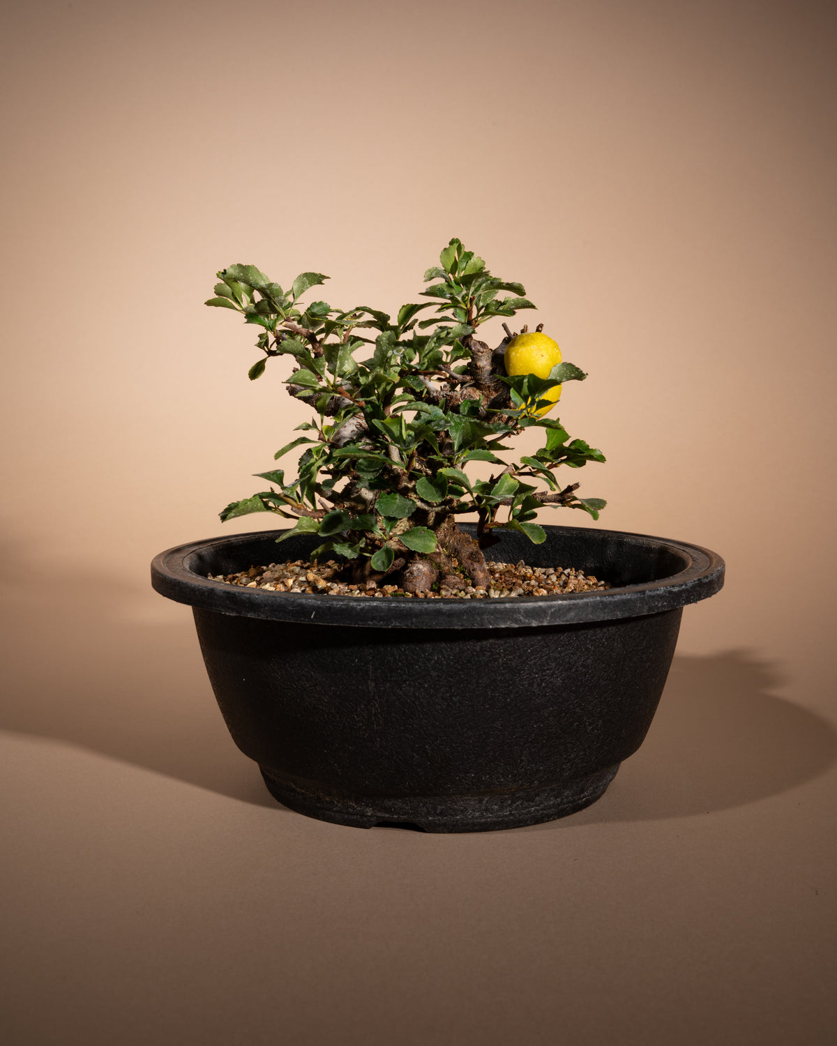 Chaenomeles speciosa – Chinesische Zierquitte