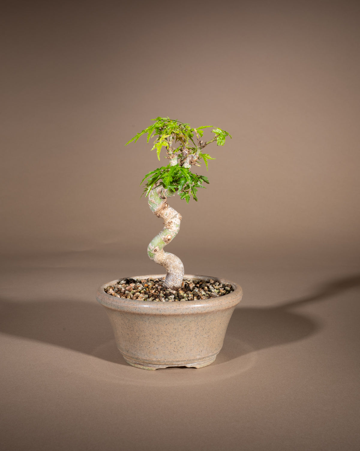 Acer palmatum 'Kotohime' – Fächer-Ahorn