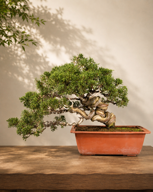 Juniperus chinensis – Ginepro cinese