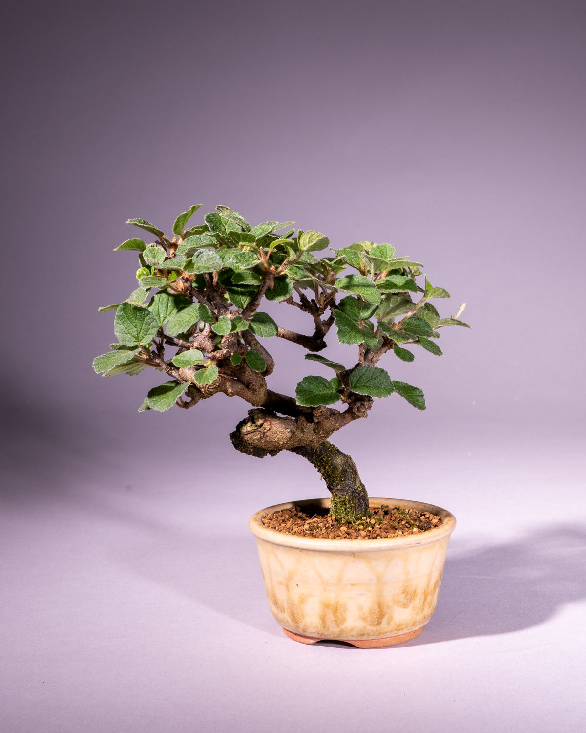 Viburnum – Schneeball
