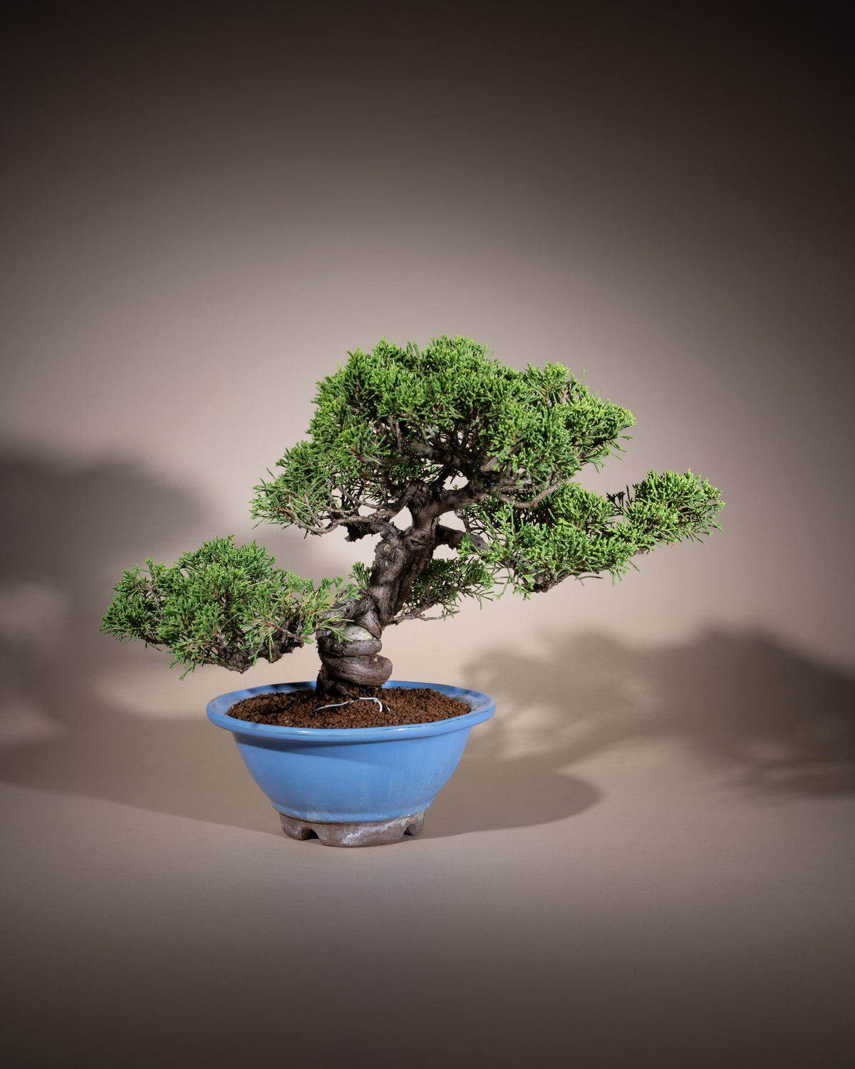 Juniperus chinensis 'Itoigawa' – Chinesischer Wacholder