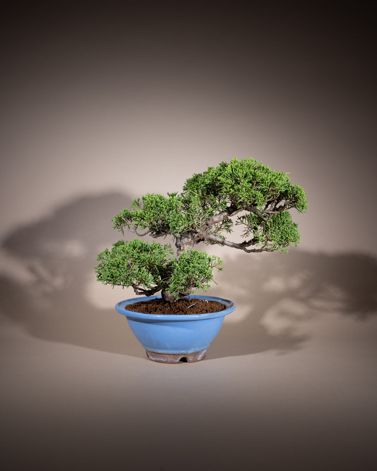 Juniperus chinensis 'Itoigawa' – Chinesischer Wacholder