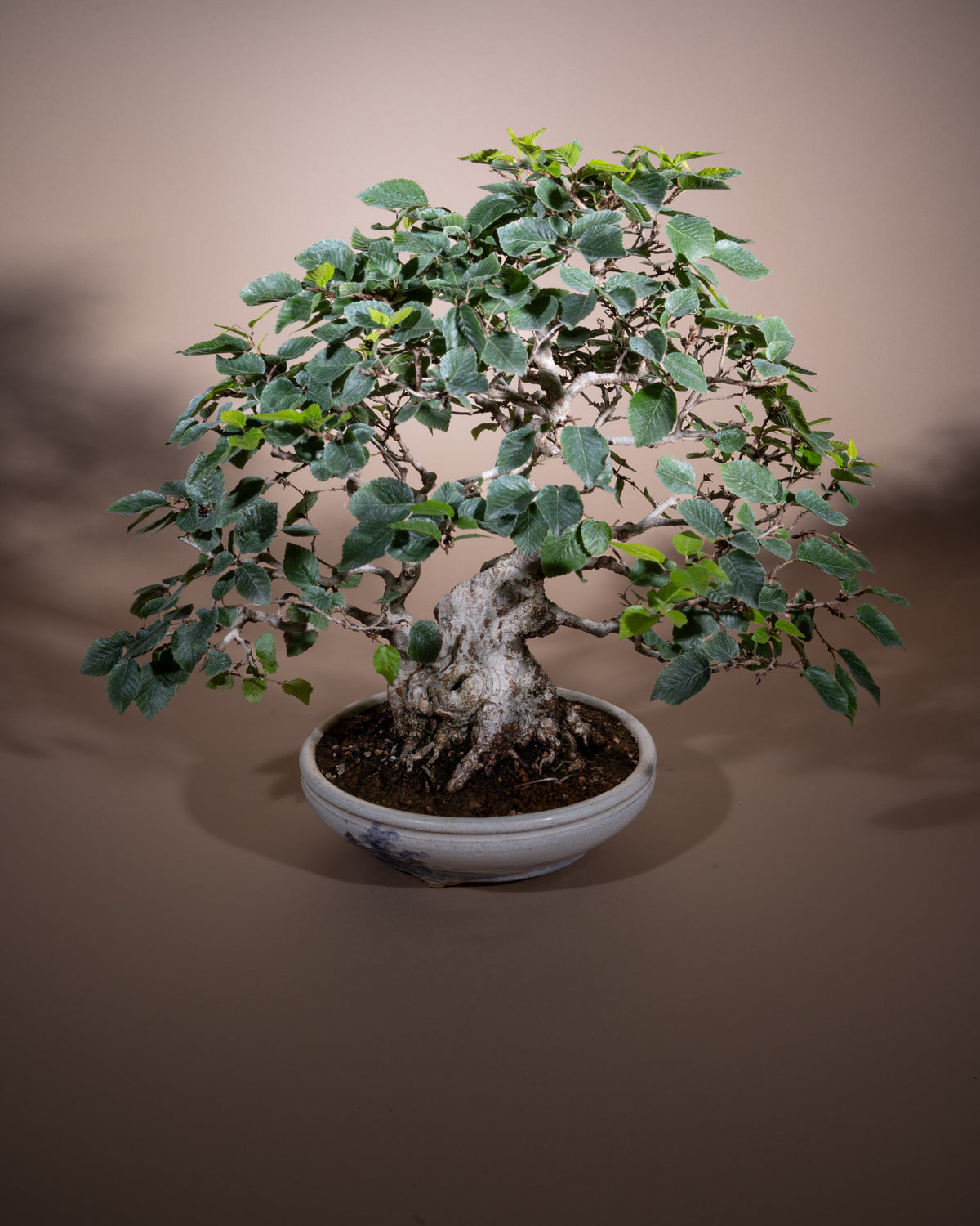 Carpinus coreana – Korean Hornbeam