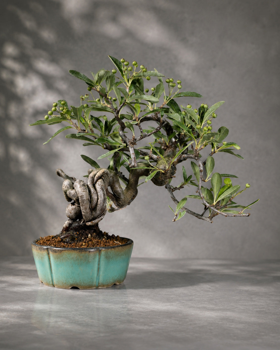 Pyracantha – Feuerdorn