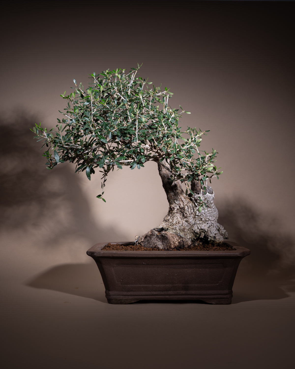 Olea europaea – Olivenbaum