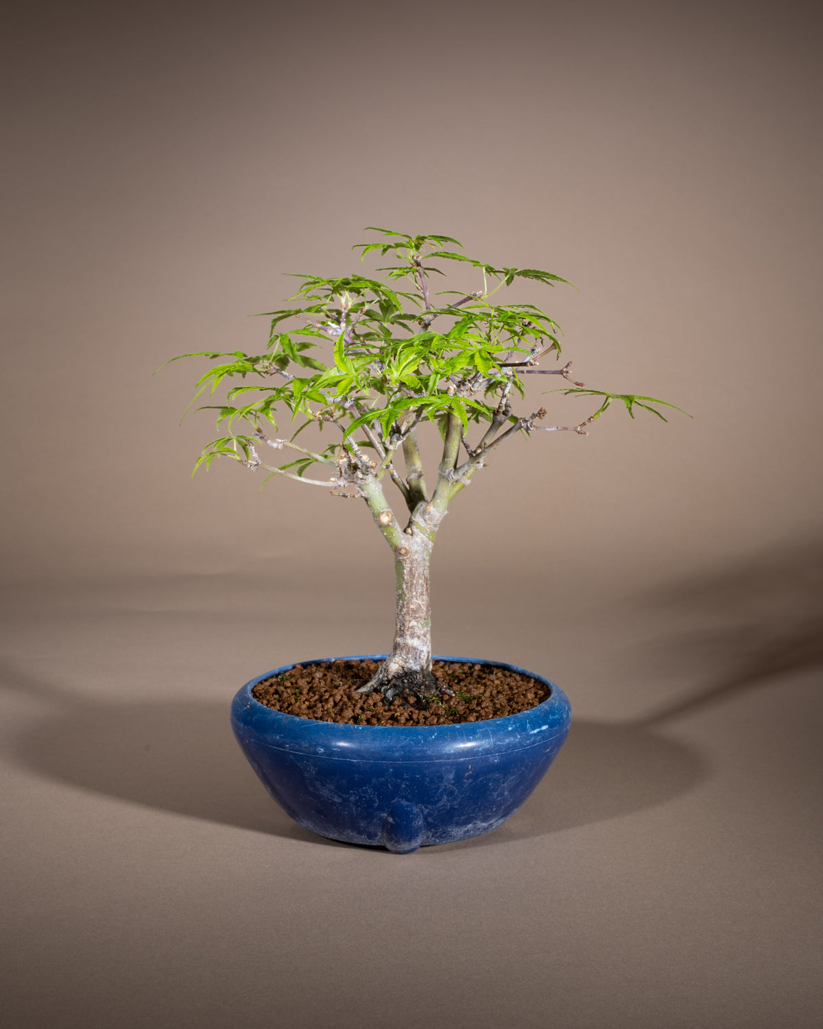 Acer palmatum 'Nagaragawa' – Fächer-Ahorn