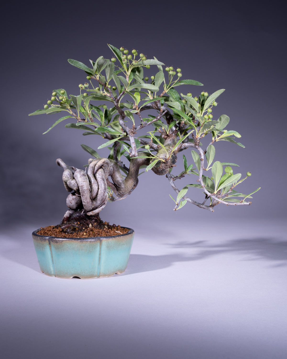 Pyracantha – Feuerdorn