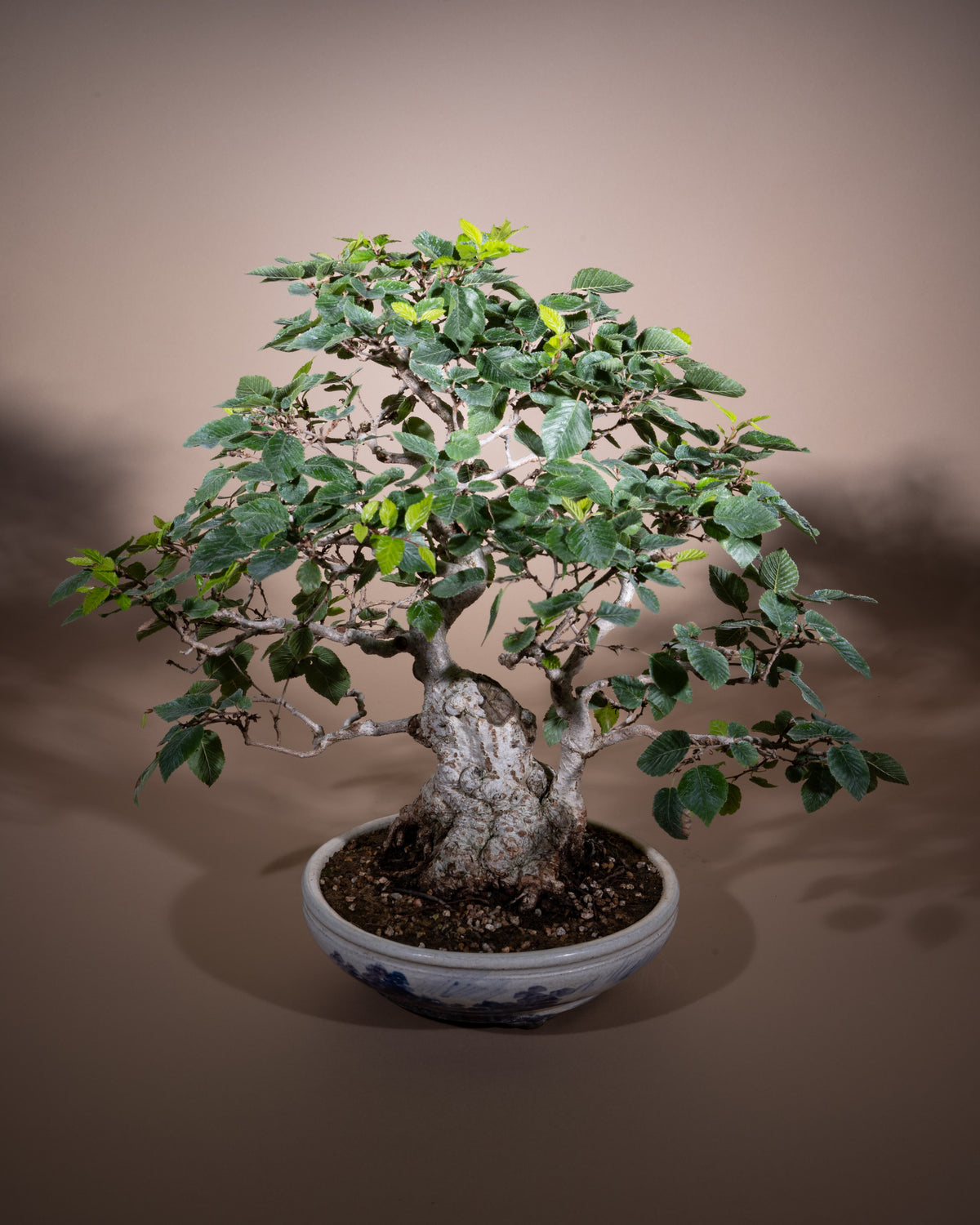 Carpinus coreana – Korean Hornbeam