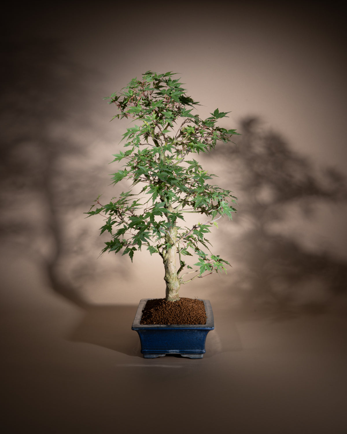 Acer palmatum – Fächer-Ahorn