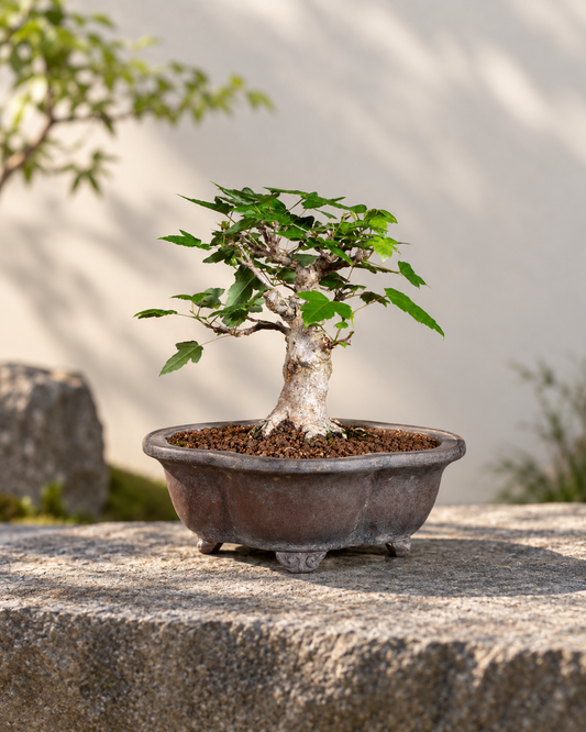 Acer buergerianum – Acero tridente