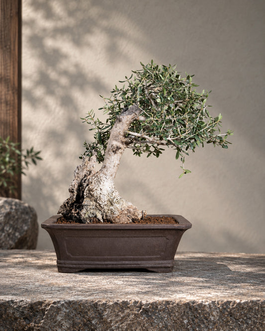 Olea europaea – Olivo
