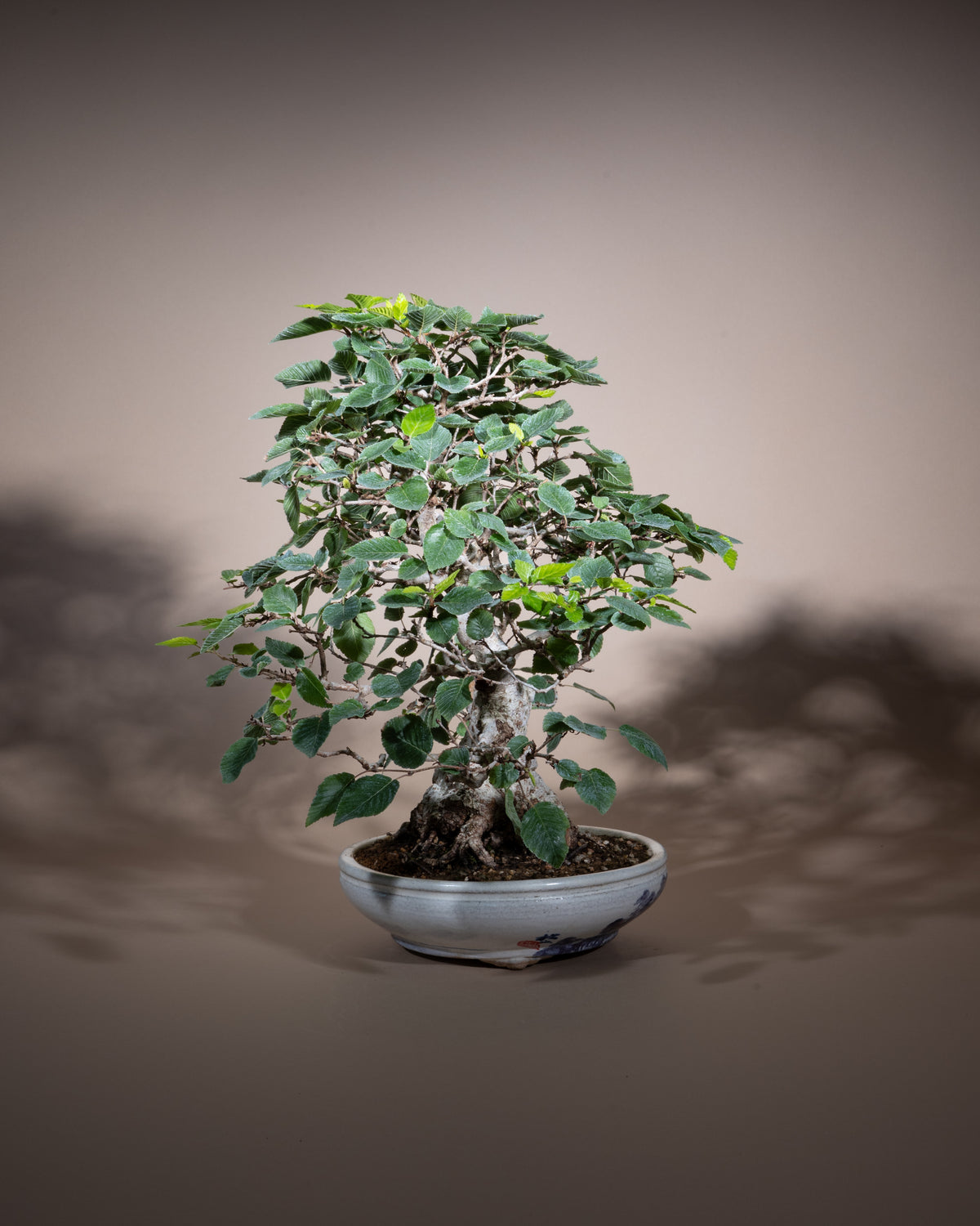 Carpinus coreana – Korean Hornbeam