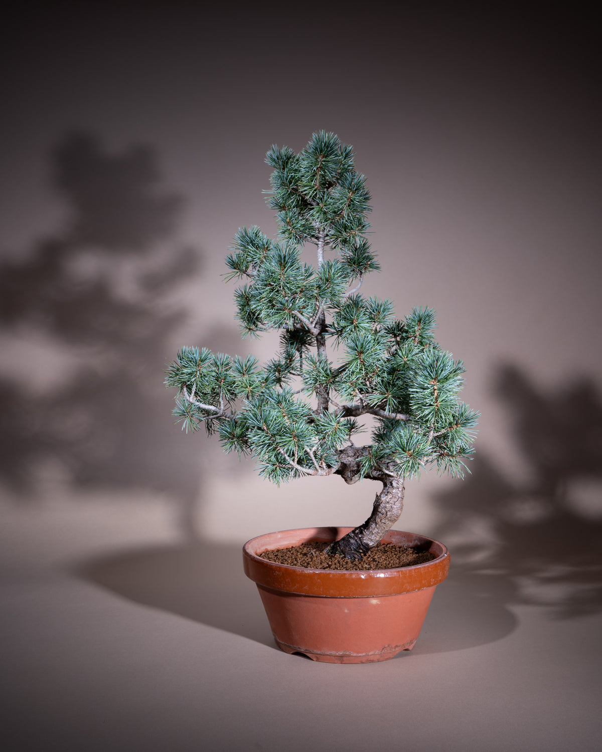 Pinus pentaphylla – Mädchen-Kiefer