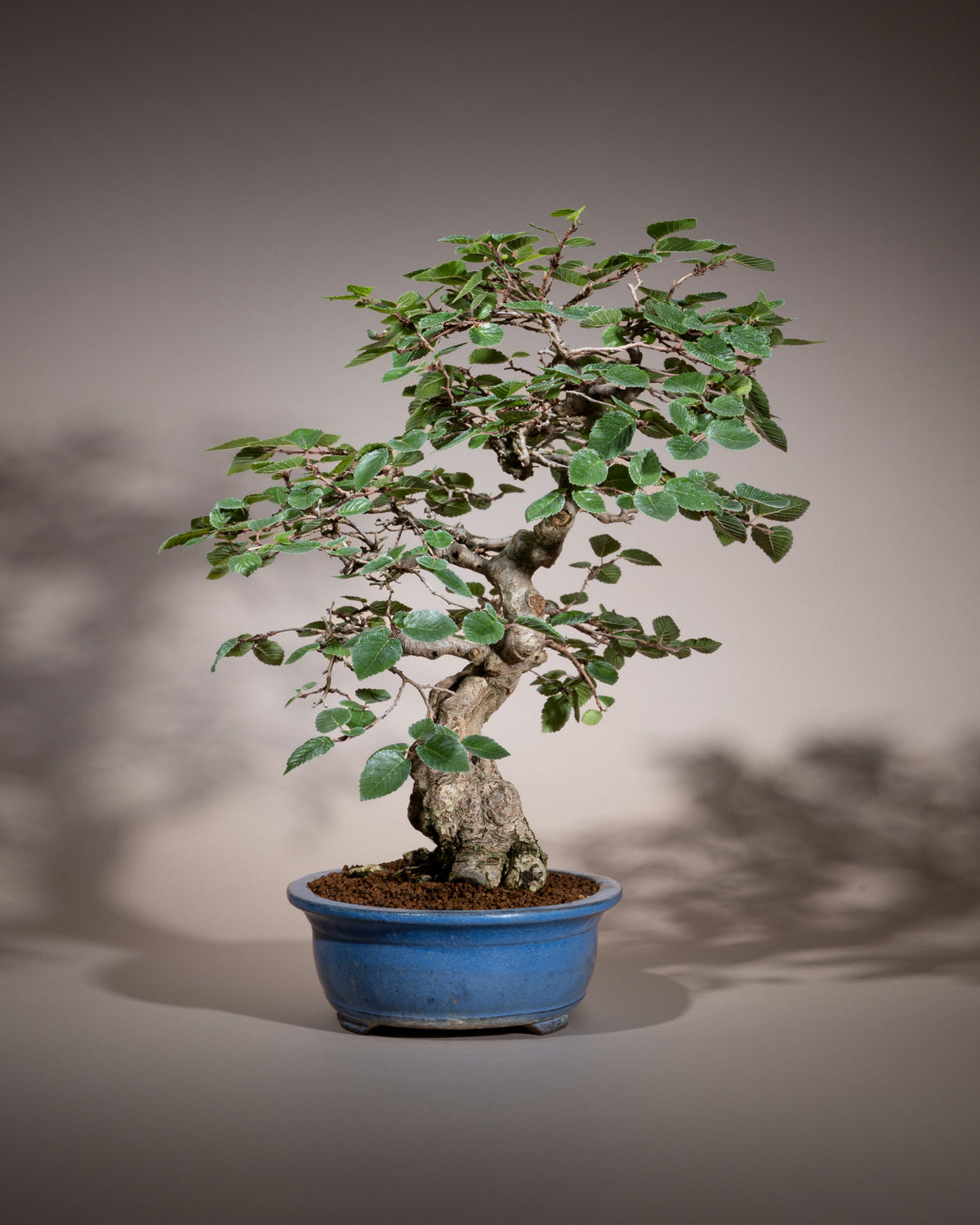 Carpinus coreana – Koreanische Hainbuche