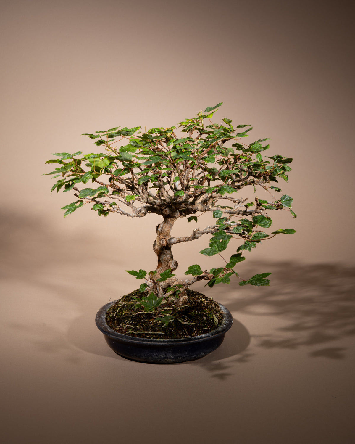 Acer buergerianum – Dreispitz-Ahorn