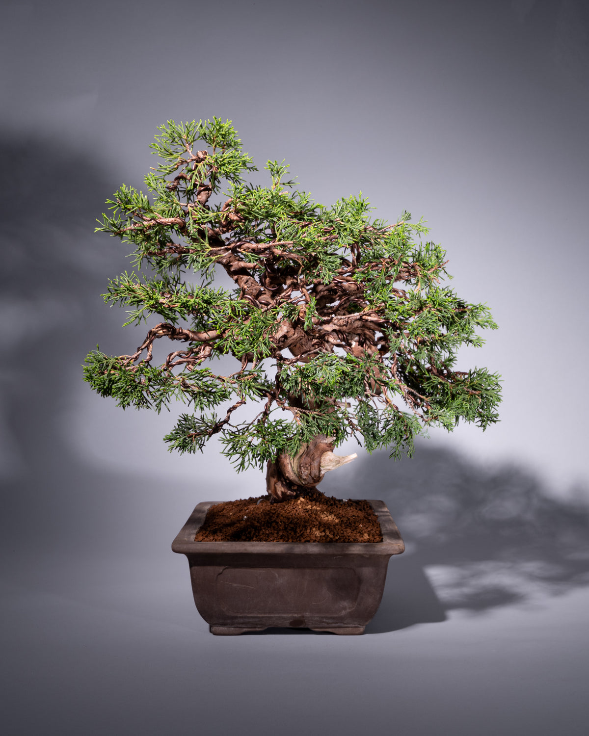 Juniperus chinensis – Chinesischer Wacholder