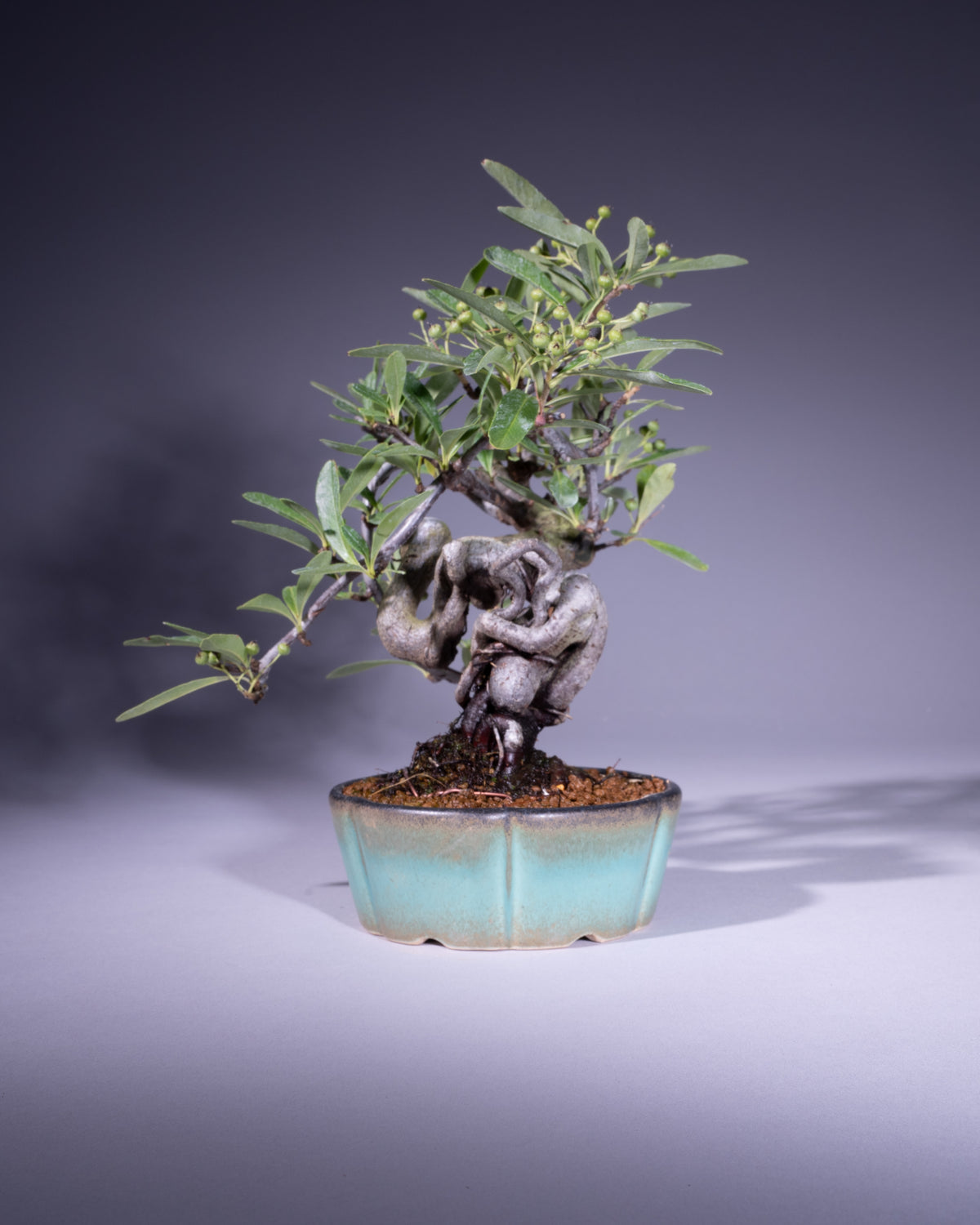 Pyracantha – Feuerdorn