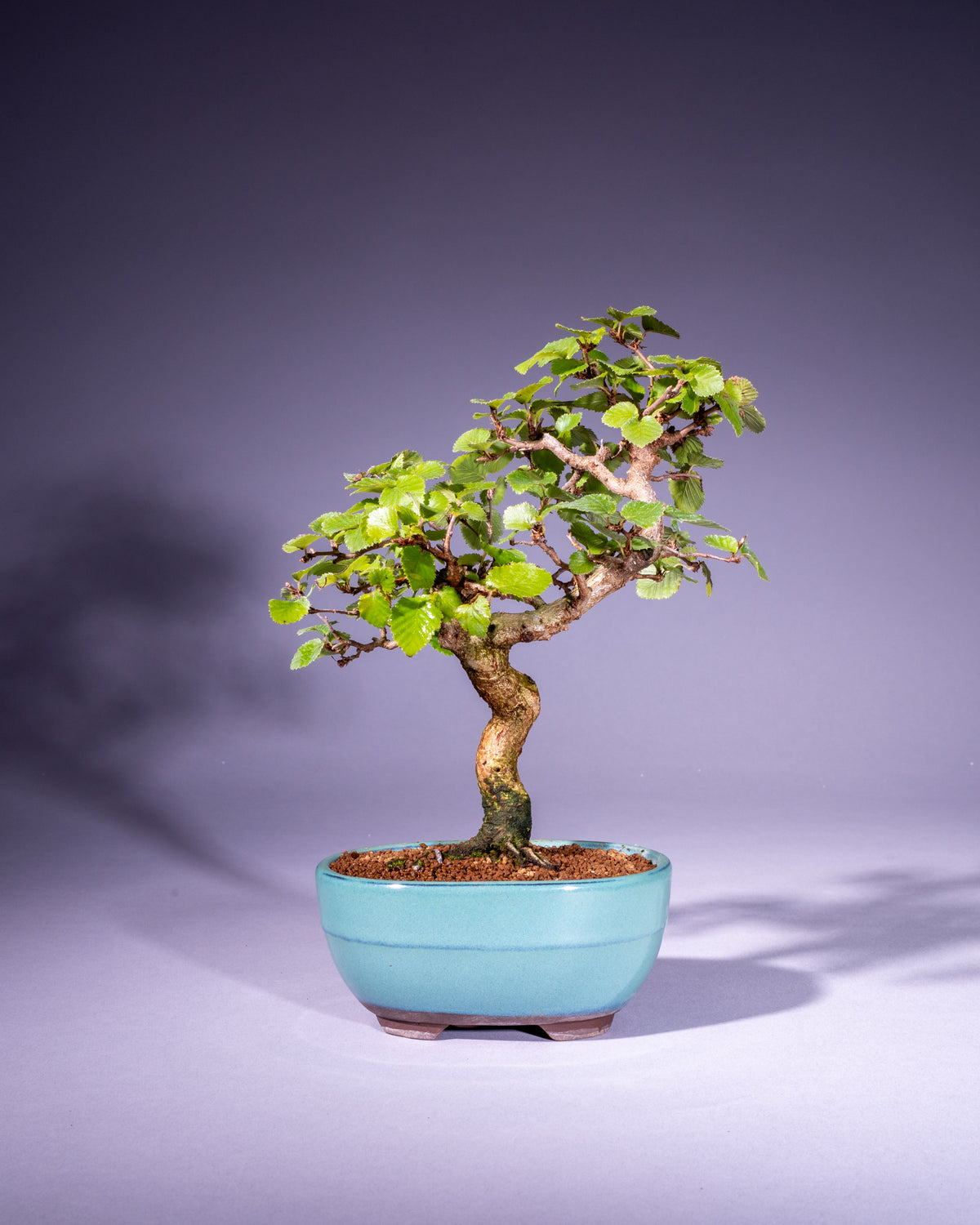Carpinus coreana – Koreanische Hainbuche