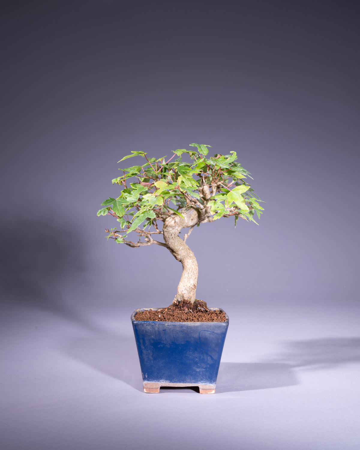 Acer buergerianum – Dreispitz-Ahorn