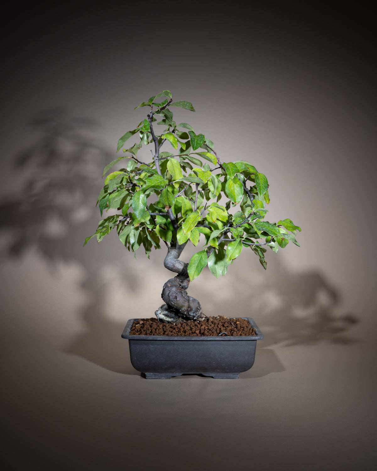 Pseudocydonia sinensis – Chinesische Quitte