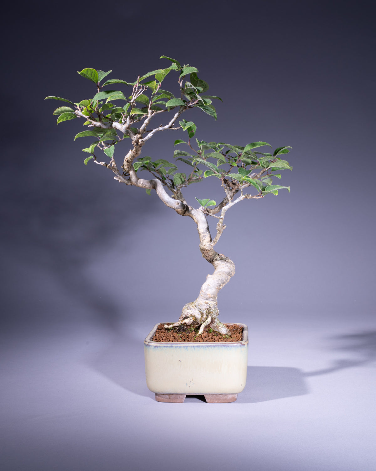 Ilex serrata – Japanische Winterbeere