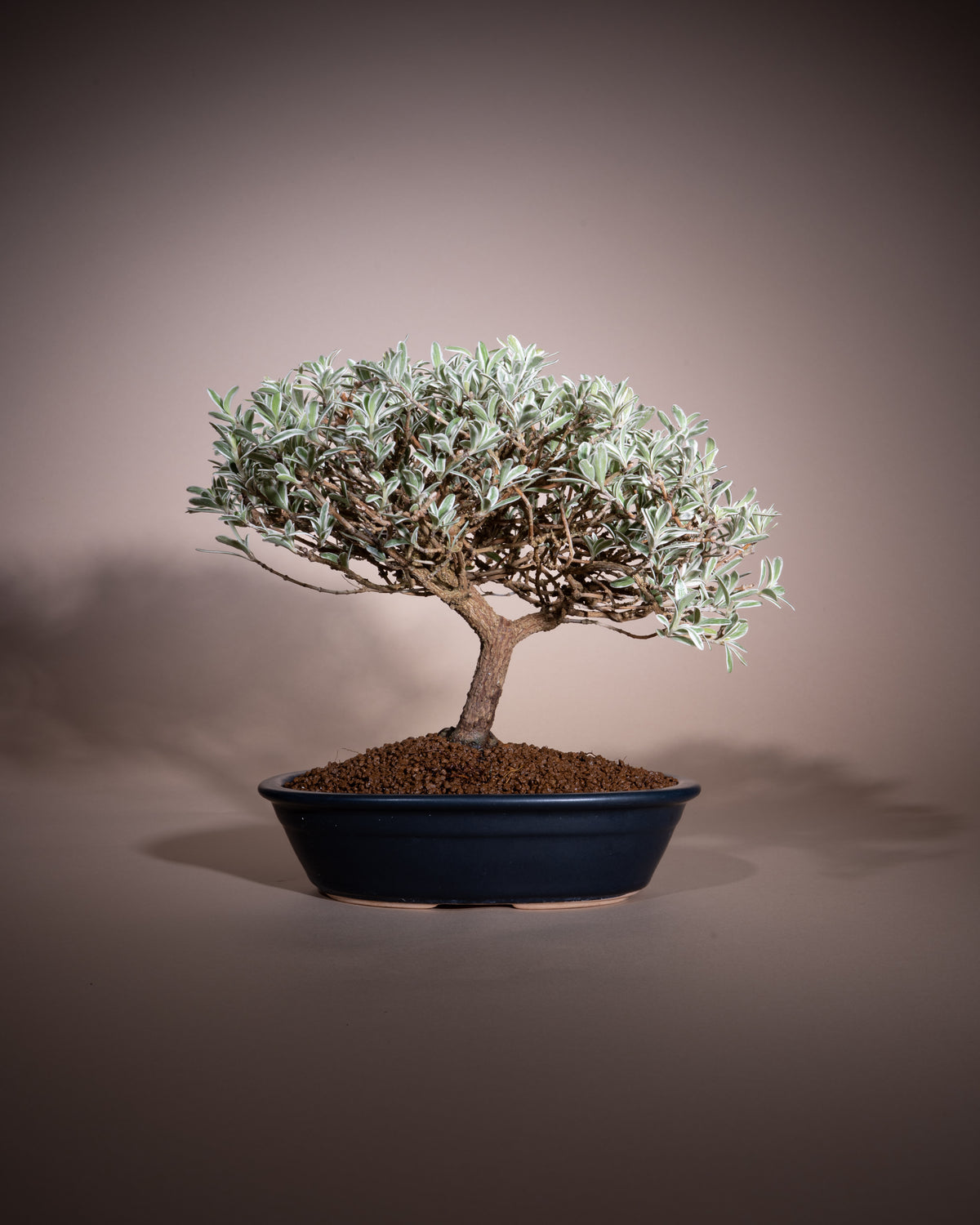 Coprosma kirkii 'Variegata'