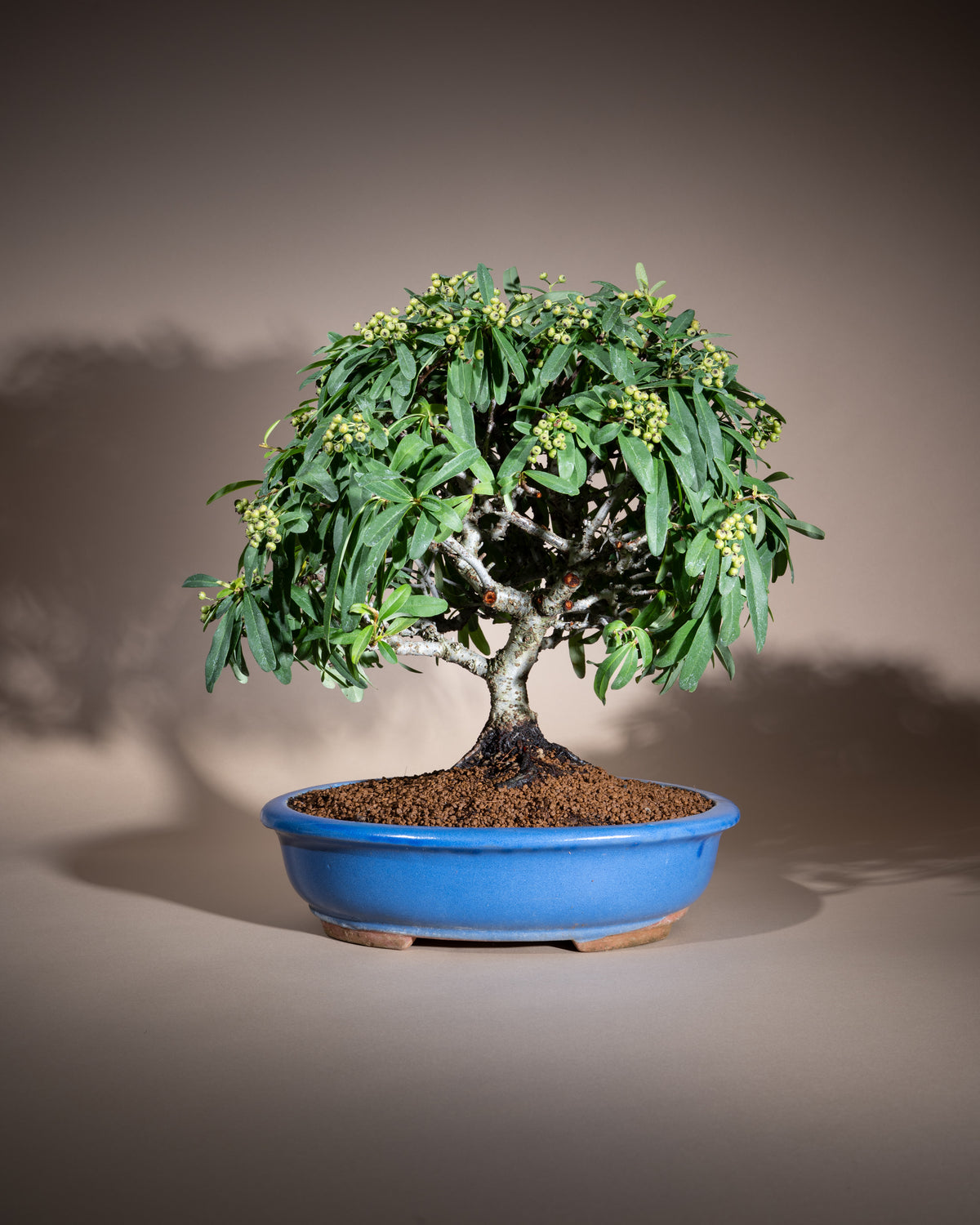 Pyracantha – Feuerdorn