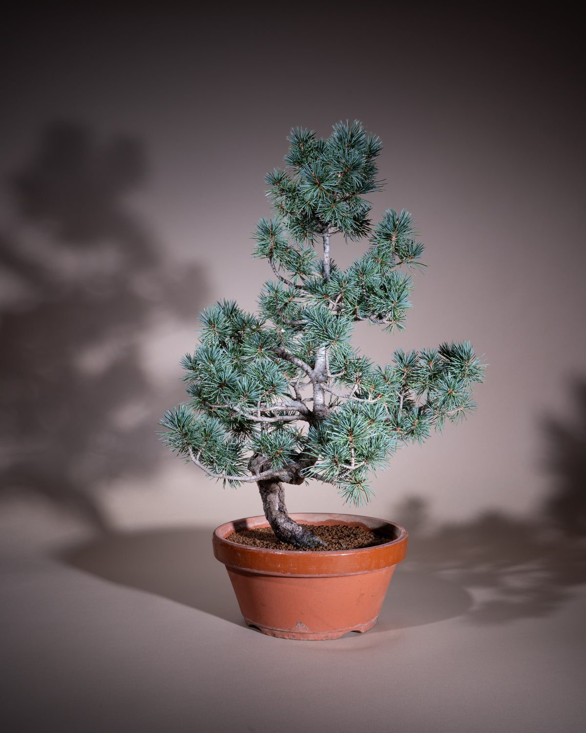 Pinus pentaphylla – Mädchen-Kiefer