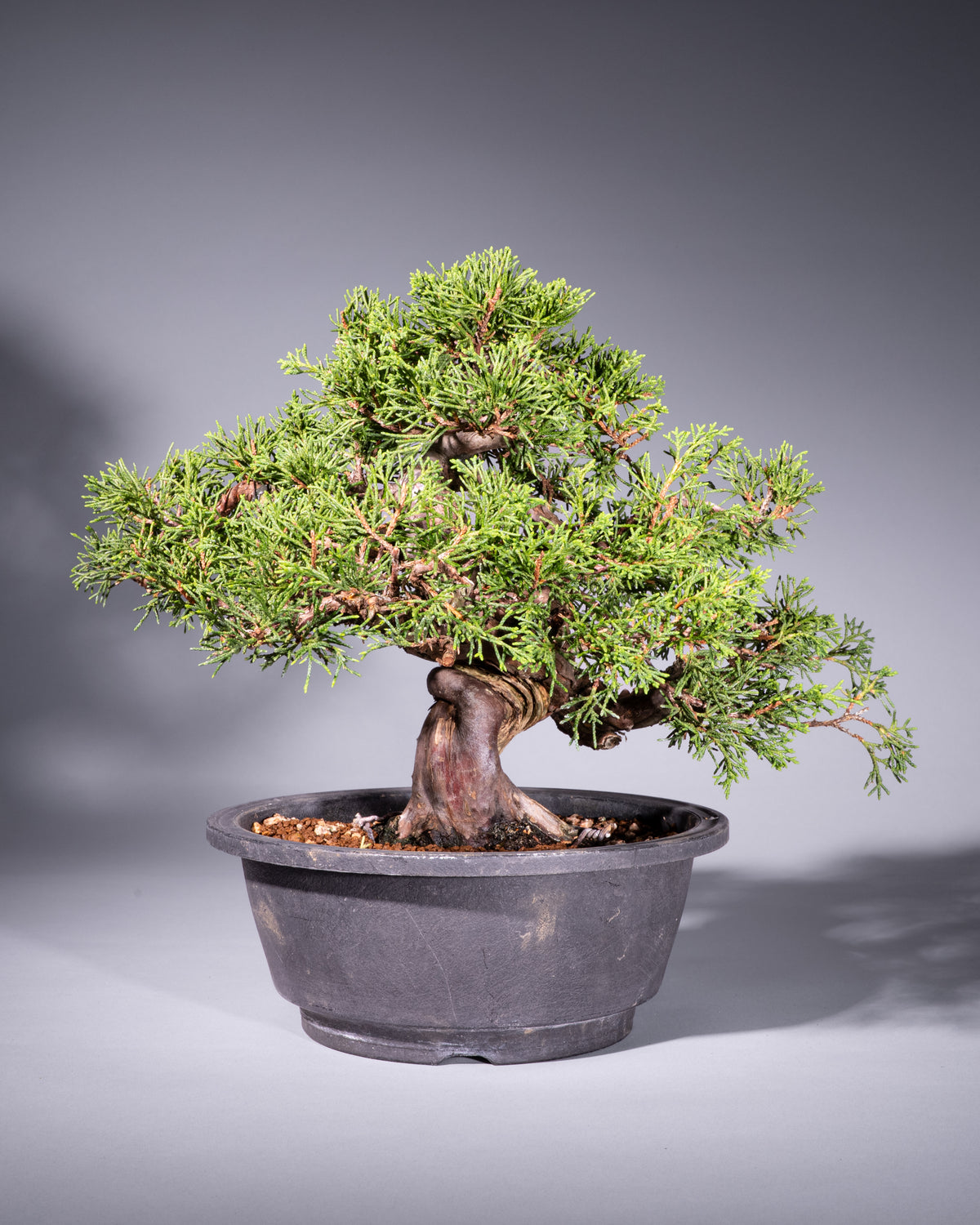 Juniperus chinensis – Chinesischer Wacholder