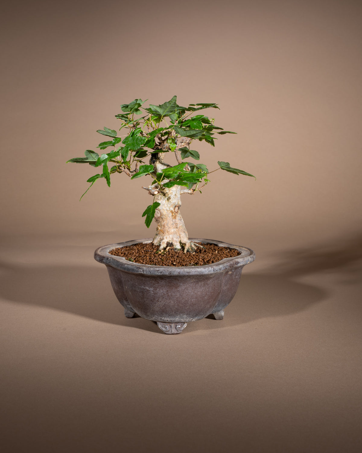Acer buergerianum – Dreispitz-Ahorn