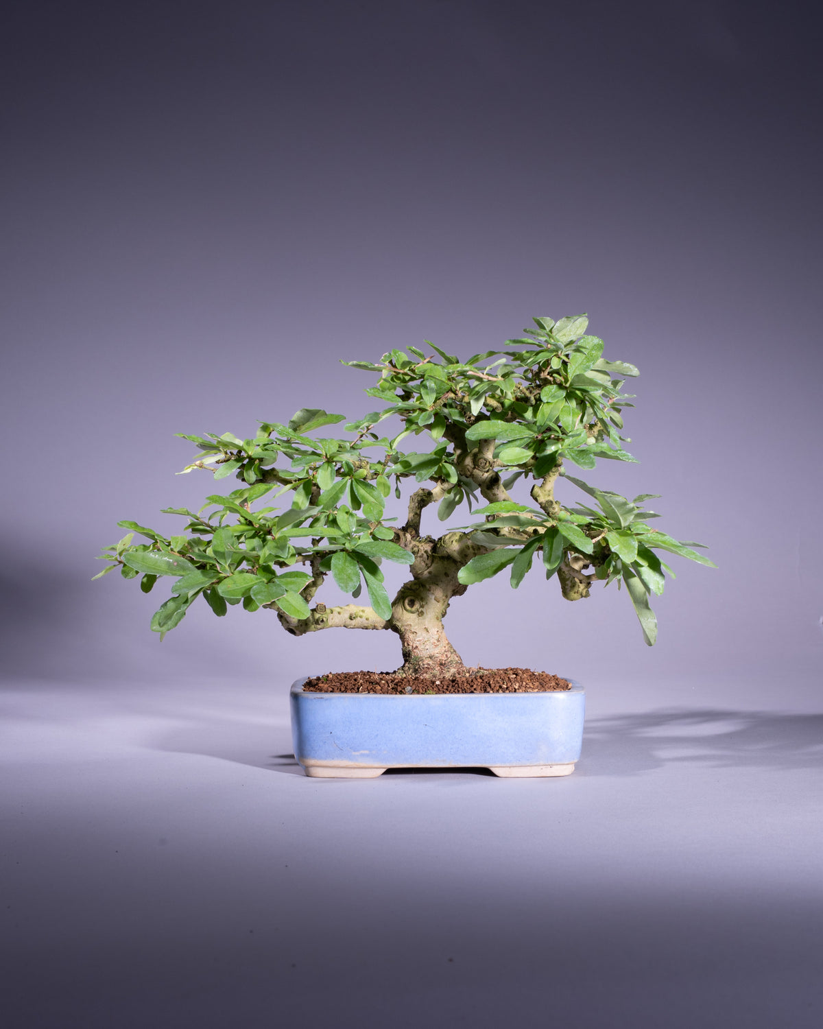 Ligustrum japonicum – Japanischer Liguster