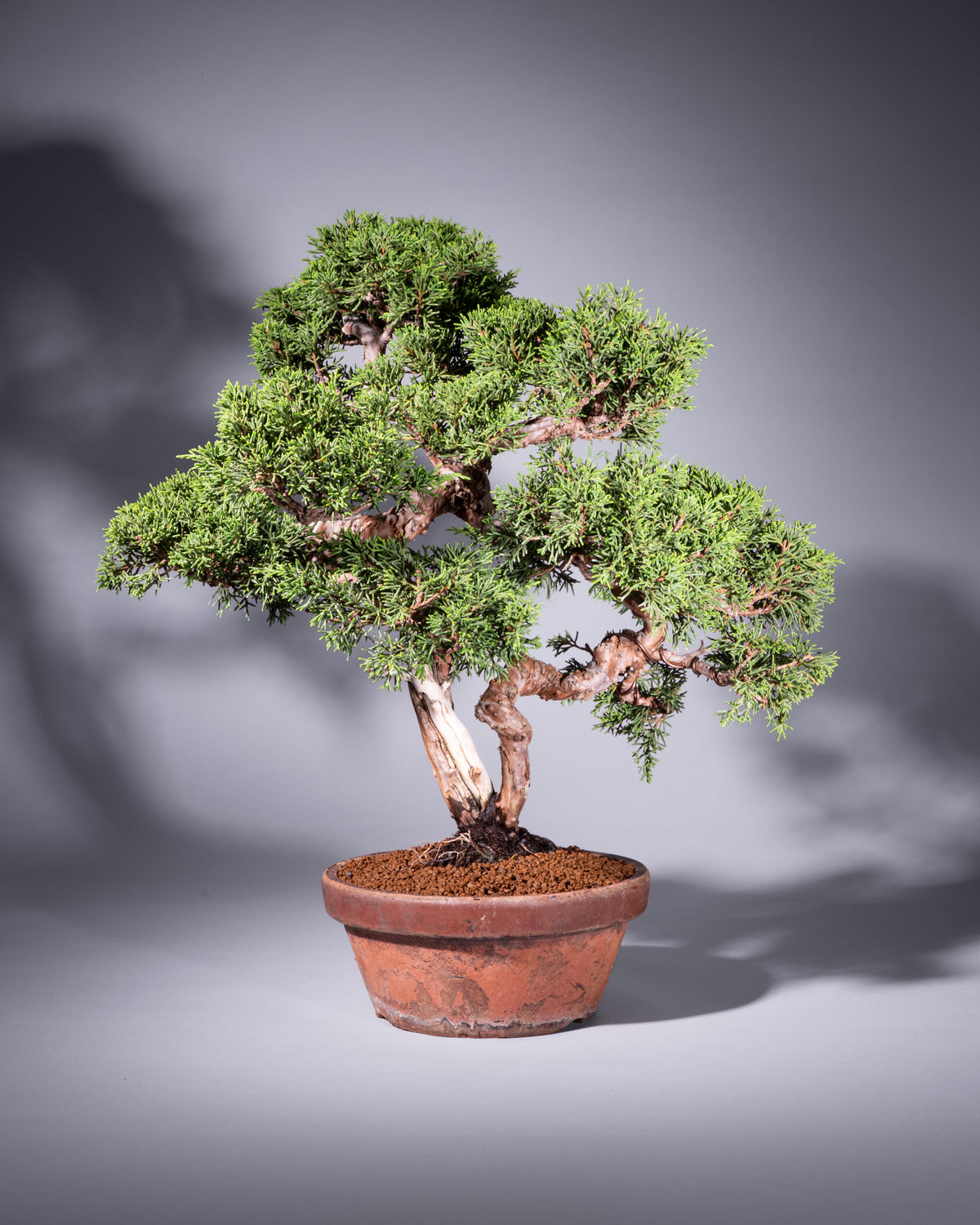 Juniperus chinensis – Chinesischer Wacholder