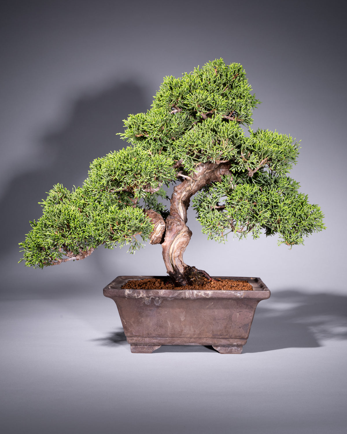 Juniperus chinensis – Chinesischer Wacholder